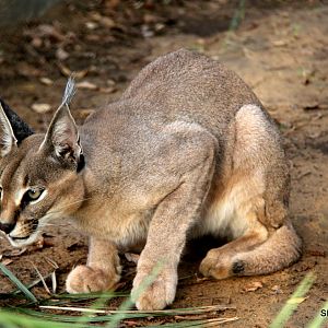Arabian Caracal (Caracal caracal schmitzi) Sept 2018