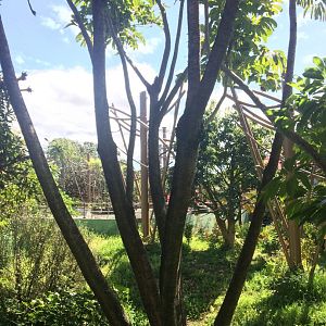 Orangutan & Siamang Exhibit 1