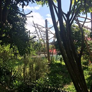 Orangutan & Siamang Exhibit 2