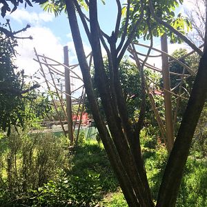 Orangutan & Siamang Exhibit 3