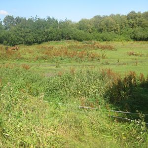 Arden Dyrepark - Horse exhibit