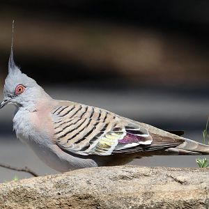 Crested Pigeon