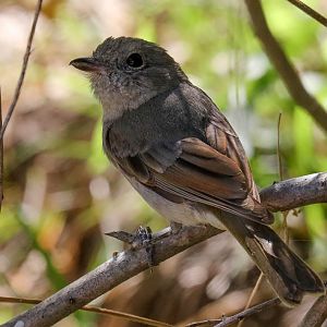 Golden Whistler female