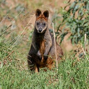Swamp Wallaby