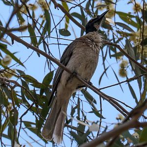 Noisy Friarbird
