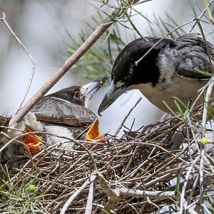 Grey Butcherbird family