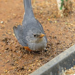 Olive/Abyssinian thrush?