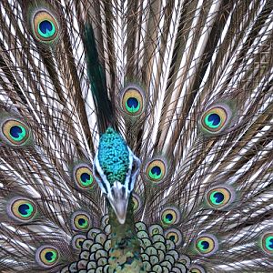 Green peafowl Portrait