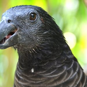 Pasquet's parrot Portrait