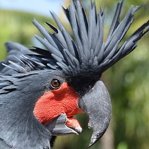 Palm cockatoo Portrait