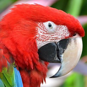 Green-winged macaw Portrait