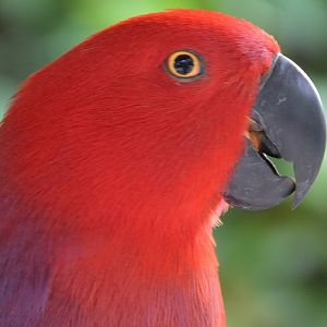 Eclectus female Portrait