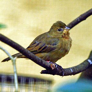 Hen of some species of weaver?