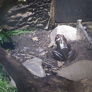 Mountain chicken - Leptodactylus fallax