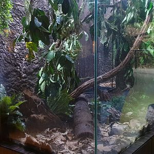 Enclosure Mountain chicken