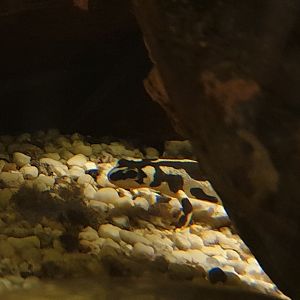 Kaiser's spotted newt - Neuregus kaiseri