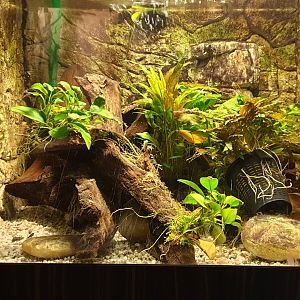 Enclosure Kaiser's spotted newt