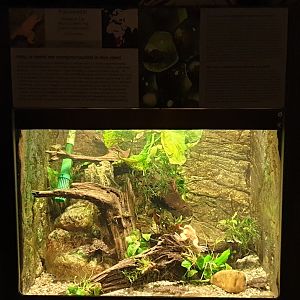 Enclosure African clawed frog
