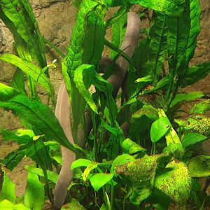 Rubber eel - Typhlonectes natans