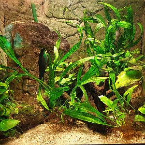 Enclosure Rubber eel