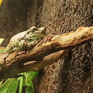 Amazon milk frog - Trachycephalus resinifictrix