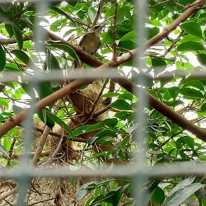 Bird at Avifauna - Alphen aan den Rijn