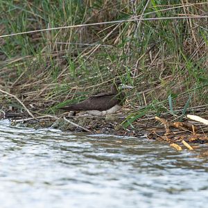 Brown Booby- Sula leucogaster