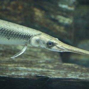 Unkwnown Lepisosteus