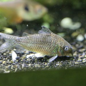 Unkwnown Corydoras