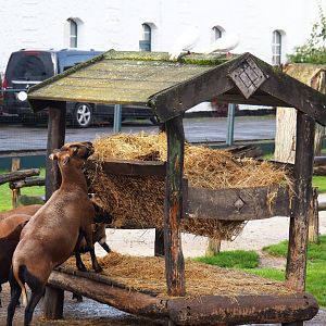 Petting zoo pygmy goat feeder, 2019-10-04