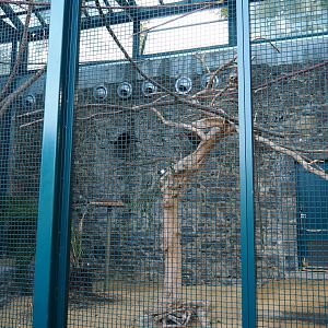 Lear's macaw aviary, 2019-10-04