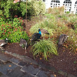 Free-ranging blue peafowl scratching around in the gardens, 2019-10-04