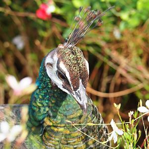 Blue peafowl hen (Pavo cristatus), 2019-10-04