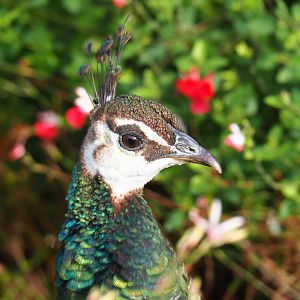Blue peafowl hen (Pavo cristatus), 2019-10-04