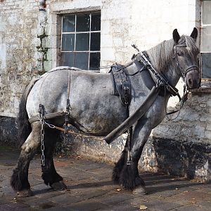 Ardennais draft horse (Equus ferus caballus) with harness, 2019-10-04