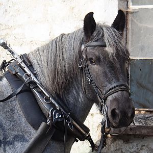 Ardennais draft horse (Equus ferus caballus) with harness, 2019-10-04
