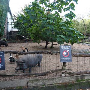 Farm animal area - Vietnamese potbelly pig, Chinese goose and Indian runner duck paddock, 2019-10-04