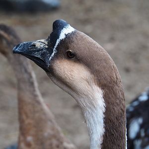 Chinese goose (Anser cygnoides domesticus), 2019-10-04