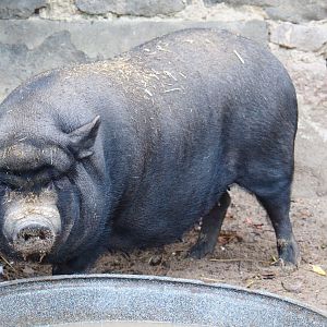 Vietnamese potbelly pig (Sus scrofa domesticus), 2019-10-04