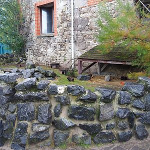 Farm area - Domestic guinea pig pen, 2019-10-04