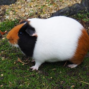 Tri-colored domestic guinea pig (Cavia porcellus), 2019-10-04