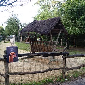 Farm area - Alpaca paddock, 2019-10-04