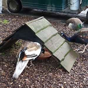 Farm area - Free-ranging blue peafowl and chicken feeder, 2019-10-04