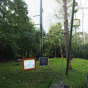 Cinereous vulture, griffon vulture and red kite aviary, 2019-10-04