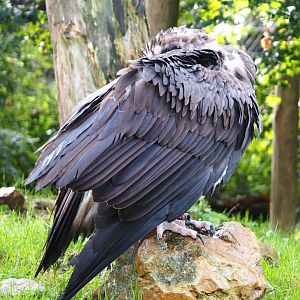Preening cinereous vulture (Aegypius monachus), 2019-10-04