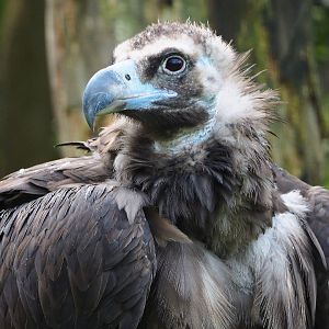 Cinereous vulture (Aegypius monachus), 2019-10-04