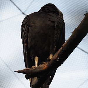 American black vulture (Coragyps atratus), 2019-10-04