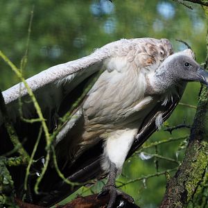 African white-backed vulture (Gyps africanus), 2019-10-04