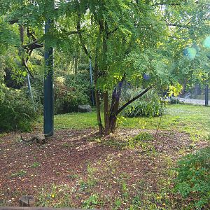 Walk-through raptor and vulture aviary, 2019-10-04