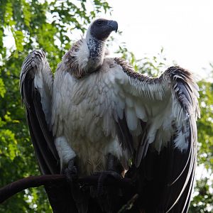African white-backed vulture (Gyps africanus), 2019-10-04